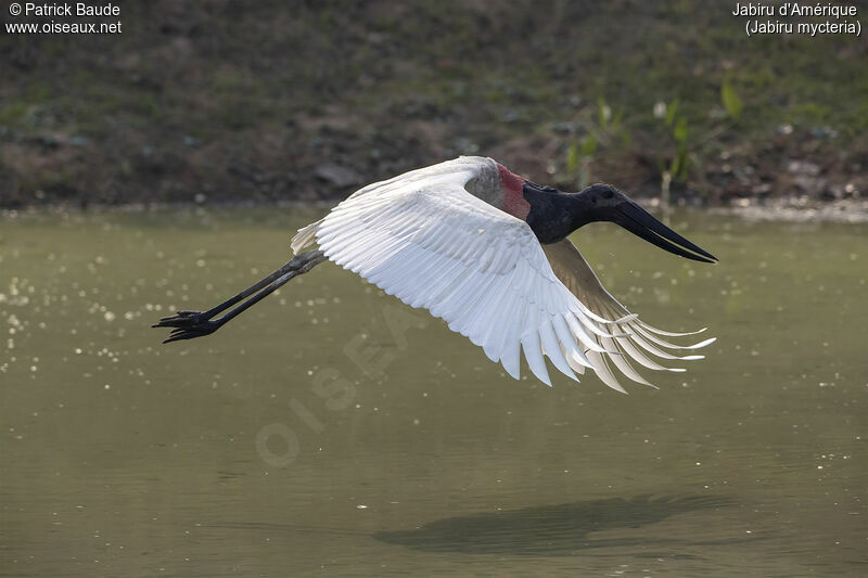 Jabiru d'Amériqueadulte, Vol