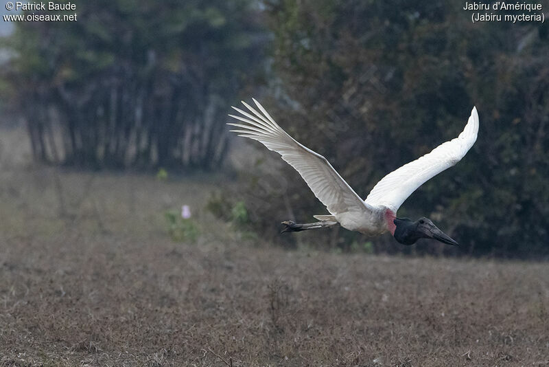 Jabiru d'Amériqueadulte, Vol