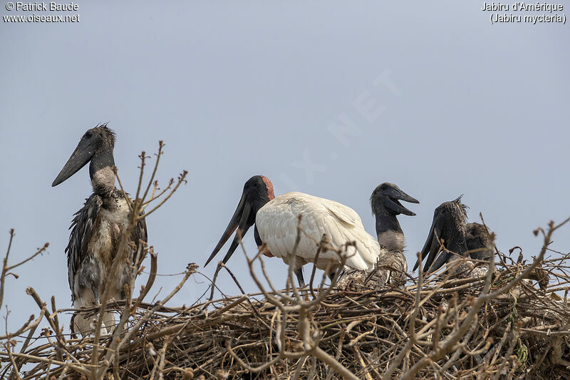 Jabiru