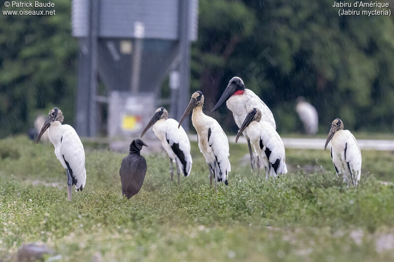 Jabiru d'Amériqueadulte