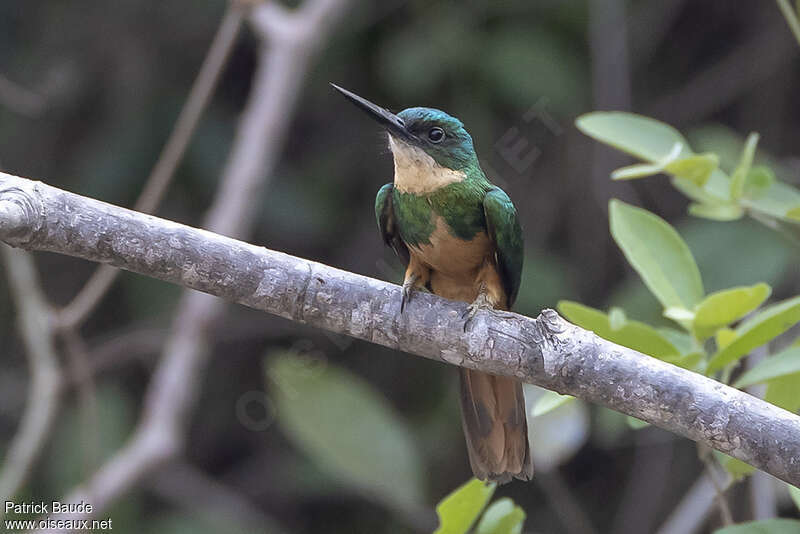 Jacamar à queue rousse femelle adulte, pigmentation