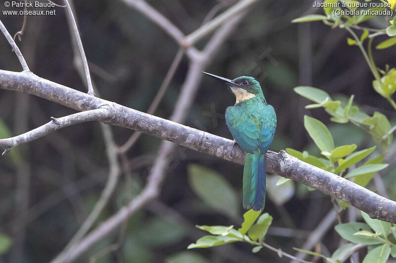 Jacamar à queue rousseadulte