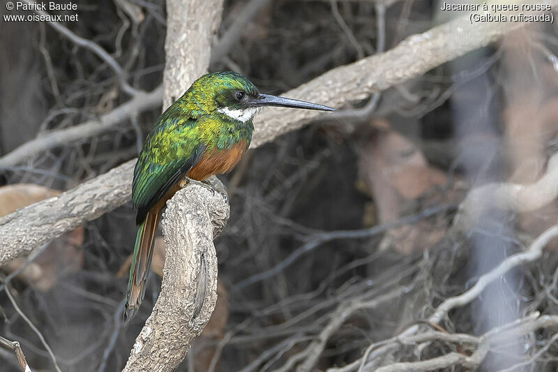 Jacamar à queue rousseadulte