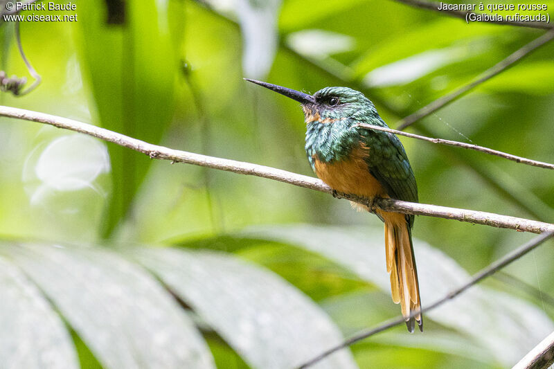 Jacamar à queue rousseadulte