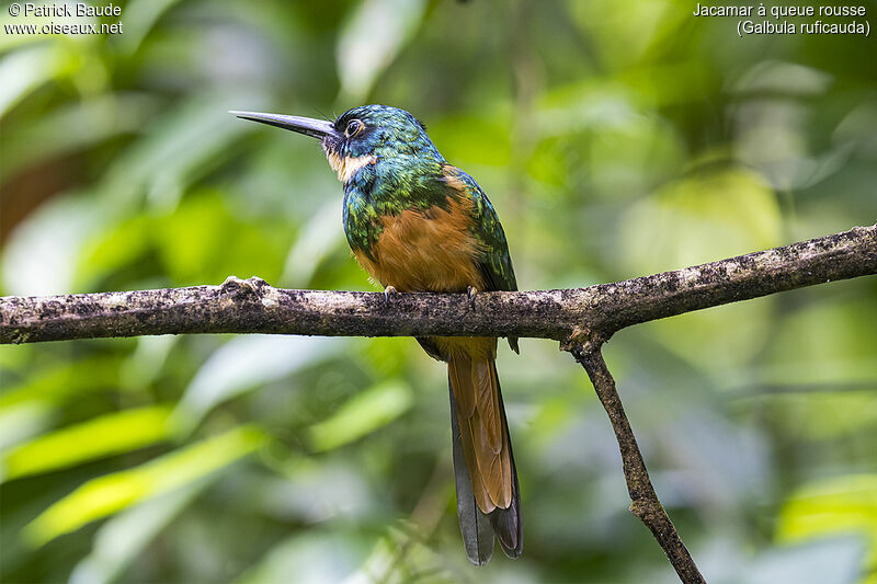 Rufous-tailed Jacamar