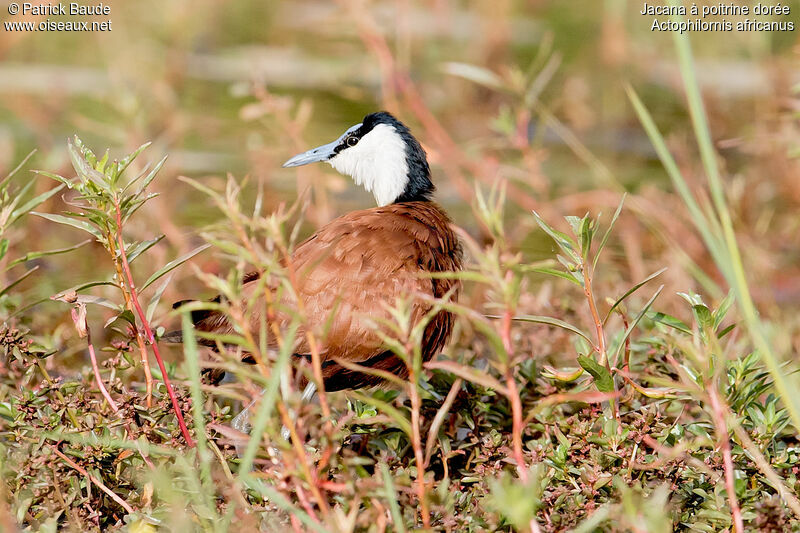 Jacana à poitrine doréeadulte, identification