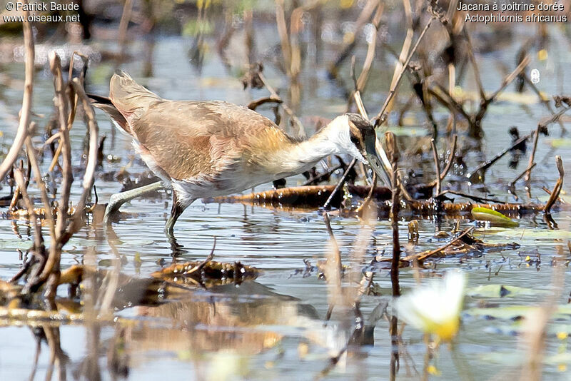 African Jacanajuvenile, identification