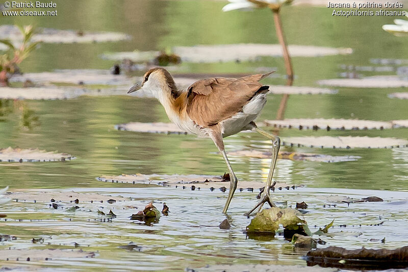 Jacana à poitrine doréejuvénile, identification