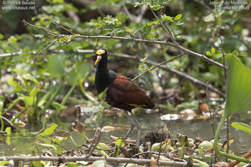 Jacana du Mexiqueadulte, identification