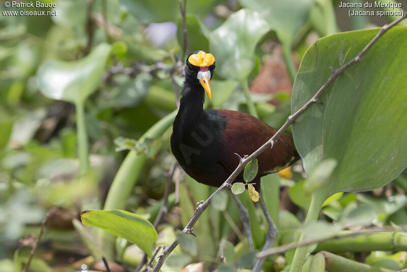 Northern Jacanaadult, identification