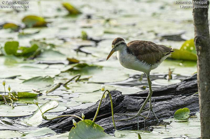 Jacana du Mexiquejuvénile