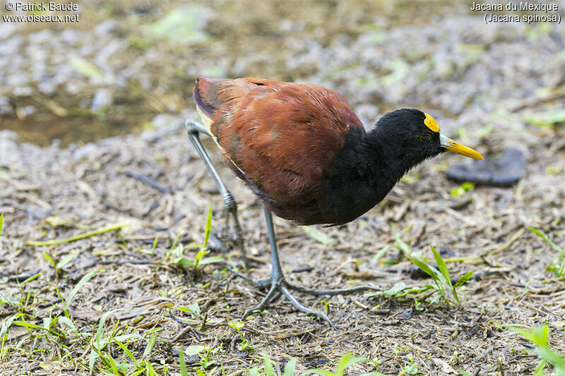 Jacana du Mexiqueadulte