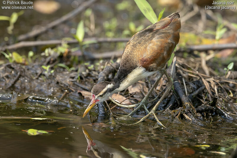 Wattled Jacanajuvenile, identification