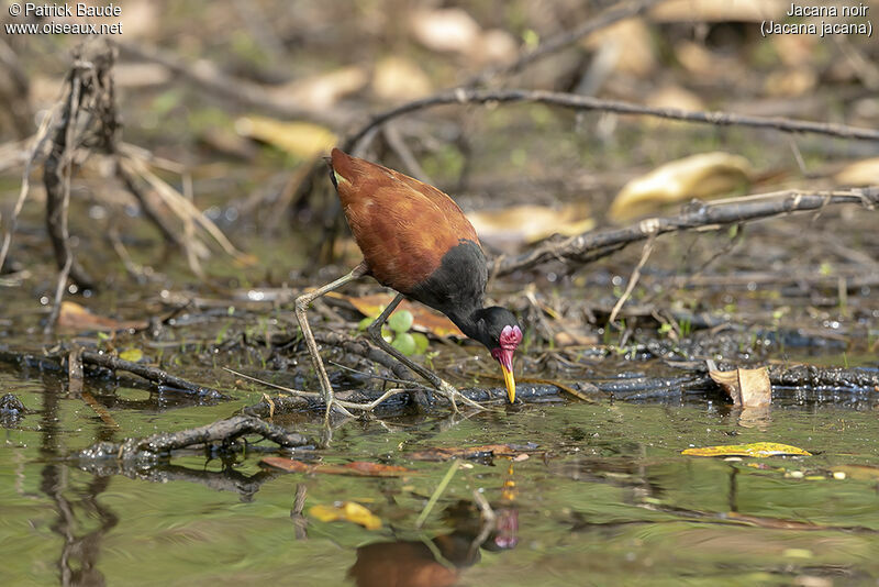 Jacana noiradulte