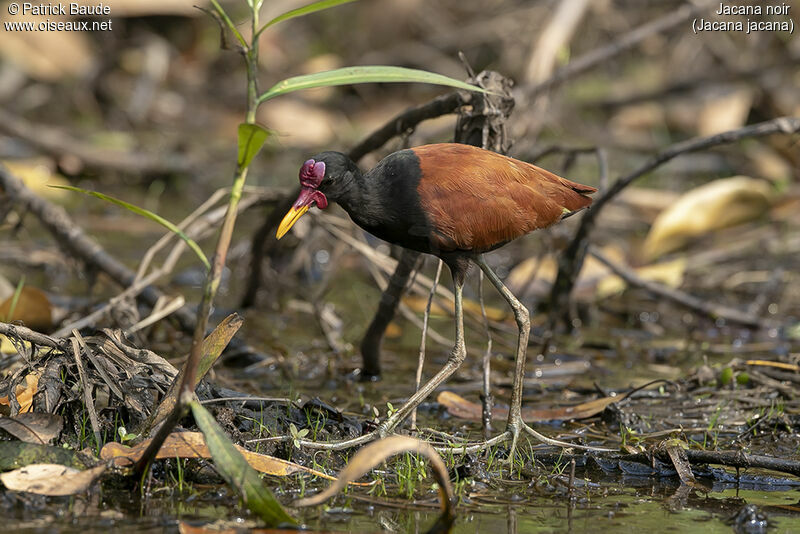 Wattled Jacanaadult