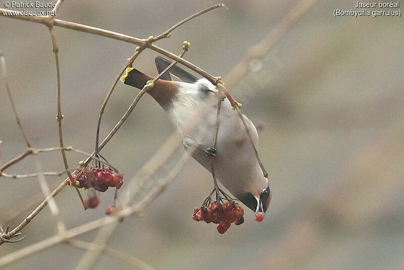 Bohemian Waxwing female adult, identification