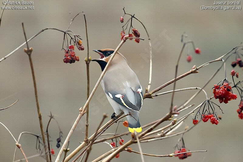 Bohemian Waxwing male adult, identification