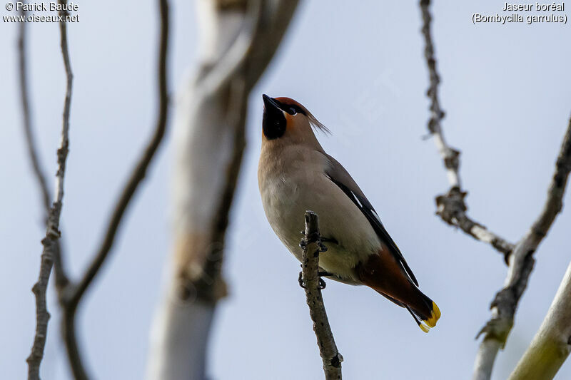 Bohemian Waxwingadult