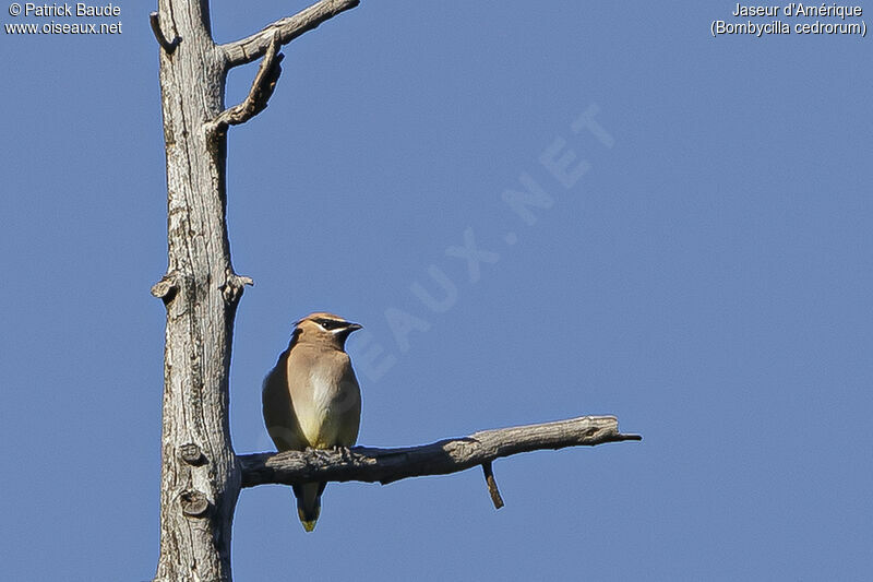 Cedar Waxwingadult