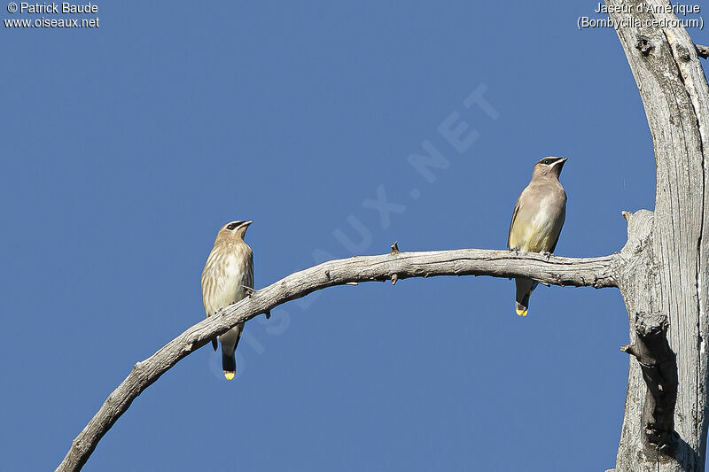 Cedar Waxwing