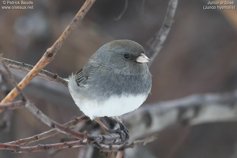 Junco ardoisé mâle adulte, portrait