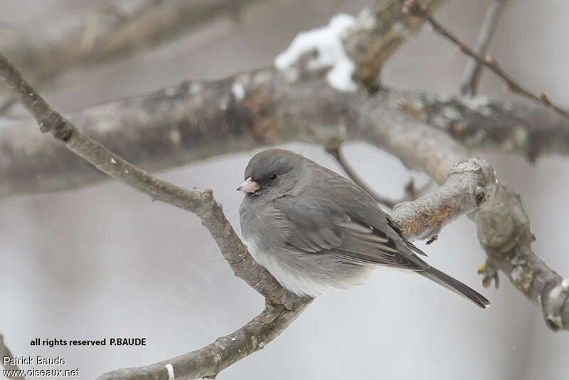 Junco ardoisé femelle adulte, pigmentation