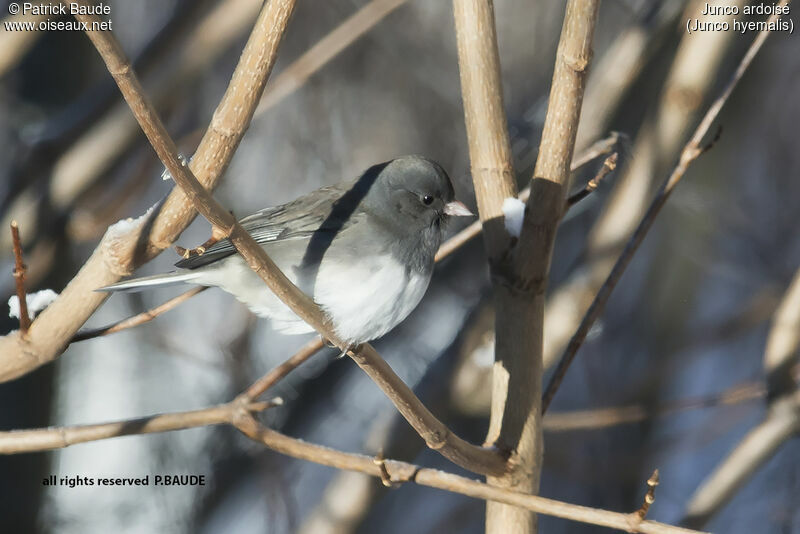 Junco ardoisé mâle adulte, identification