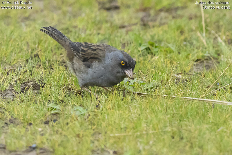 Junco des volcansadulte