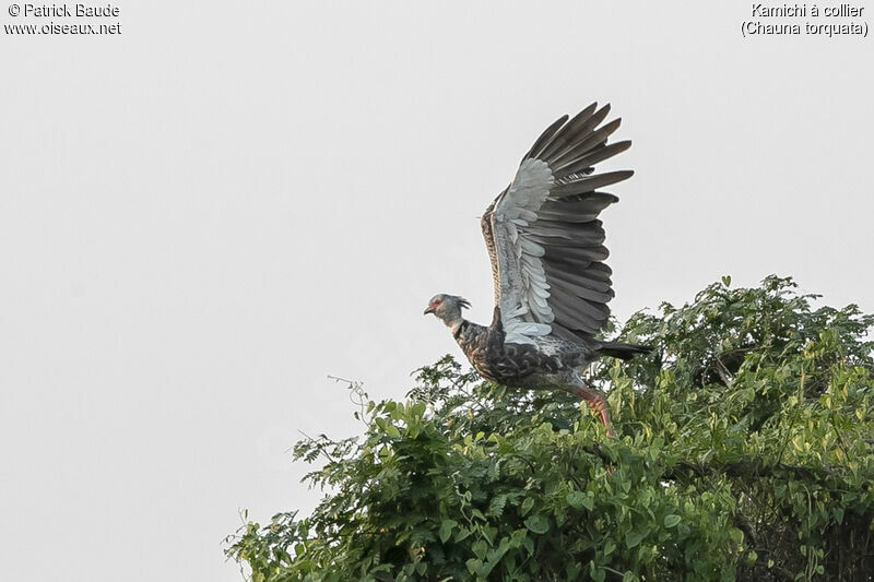 Southern Screameradult, Flight