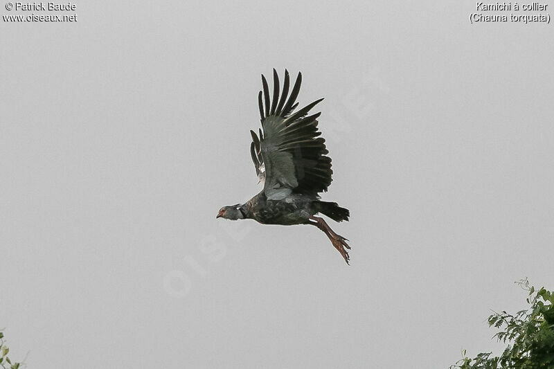 Southern Screameradult, Flight