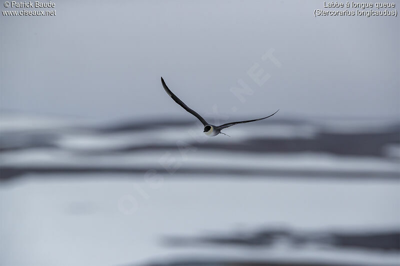 Long-tailed Jaegeradult, Flight