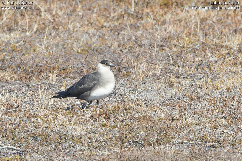 Parasitic Jaegeradult breeding