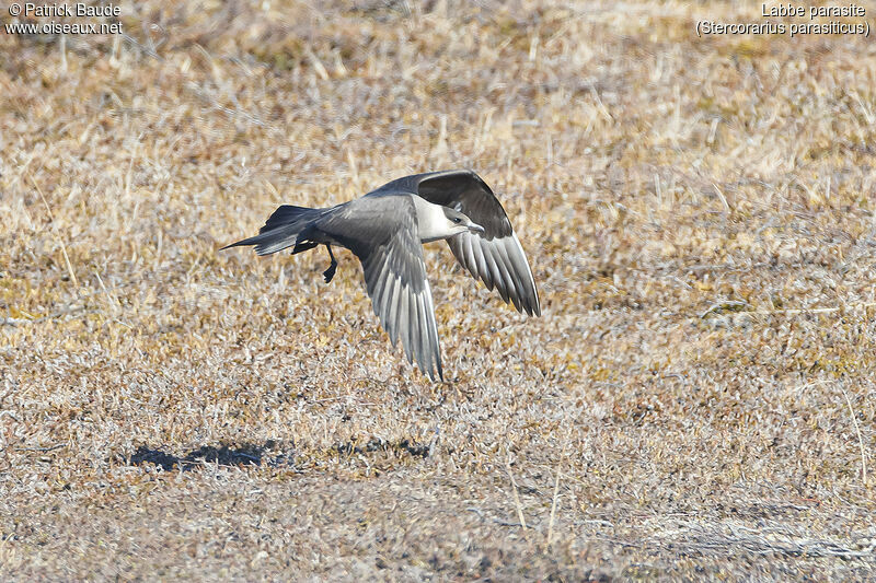 Parasitic Jaegeradult breeding, Flight