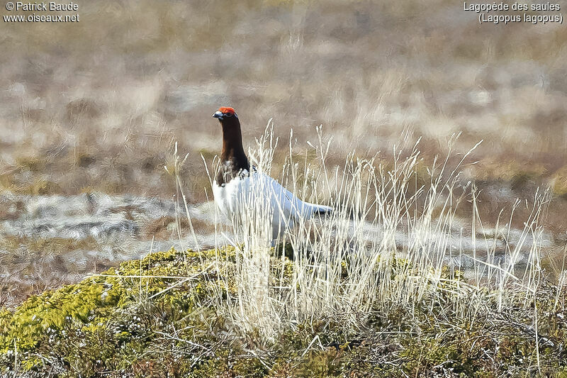 Willow Ptarmigan male adult breeding