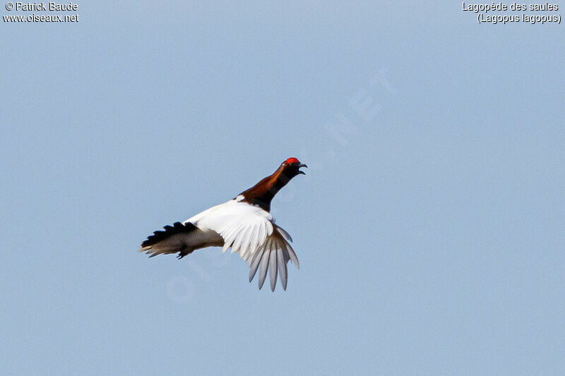 Willow Ptarmigan male adult breeding