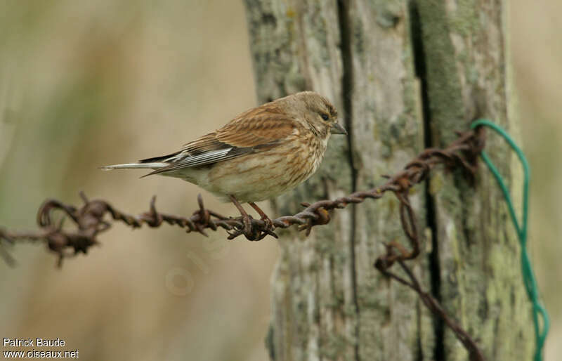 Common Linnet female adult, identification