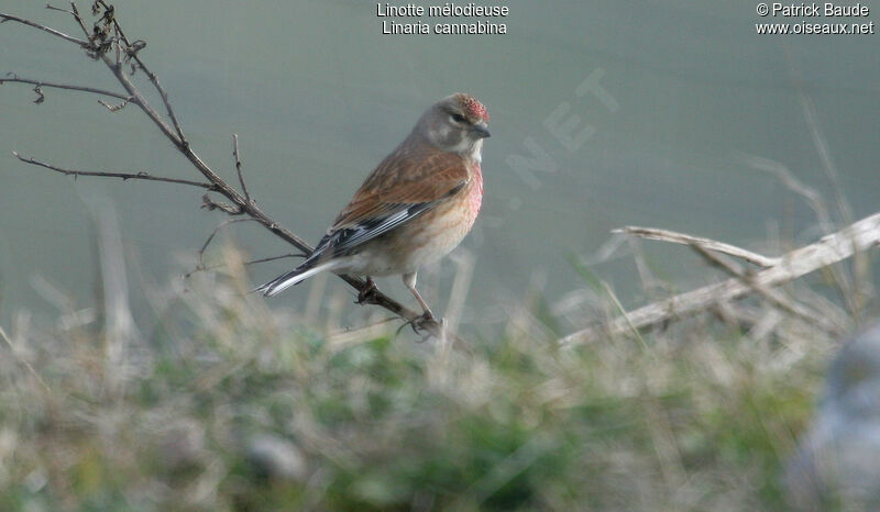 Common Linnet male adult