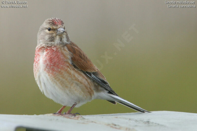 Common Linnet male