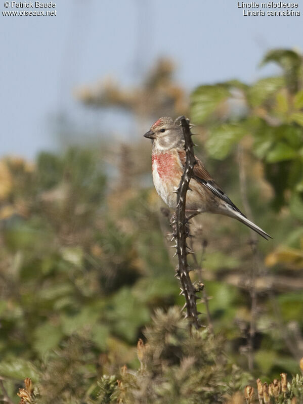 Common Linnet male, identification