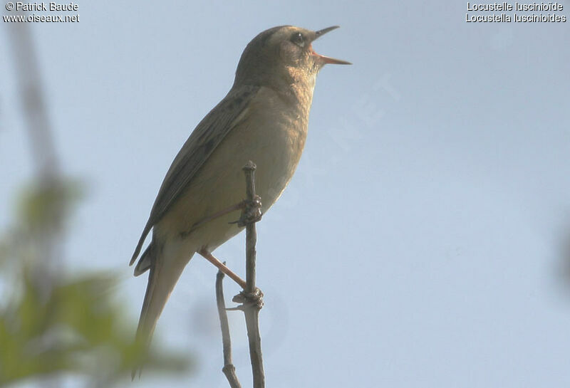 Savi's Warbler, identification