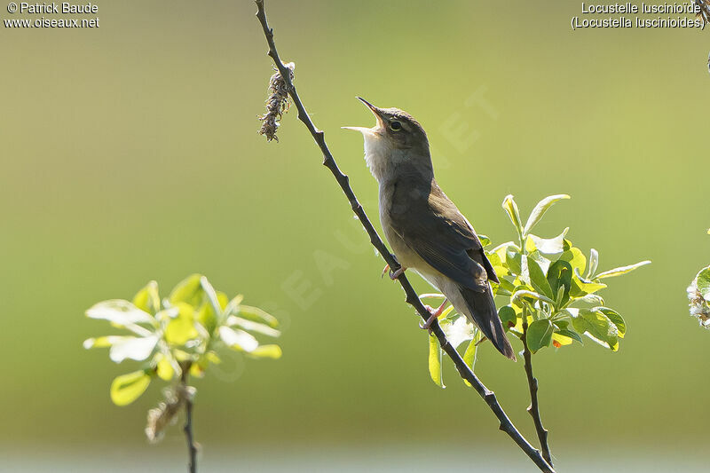 Savi's Warbler male adult