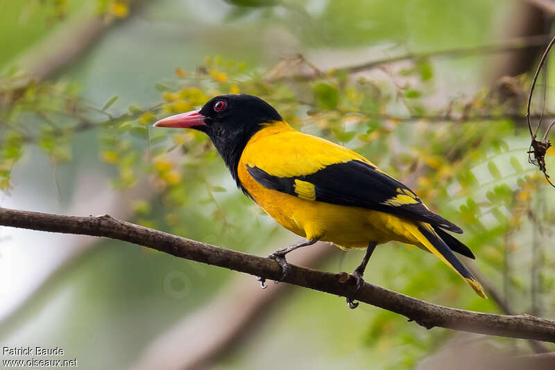 Black-hooded Oriole male adult, identification