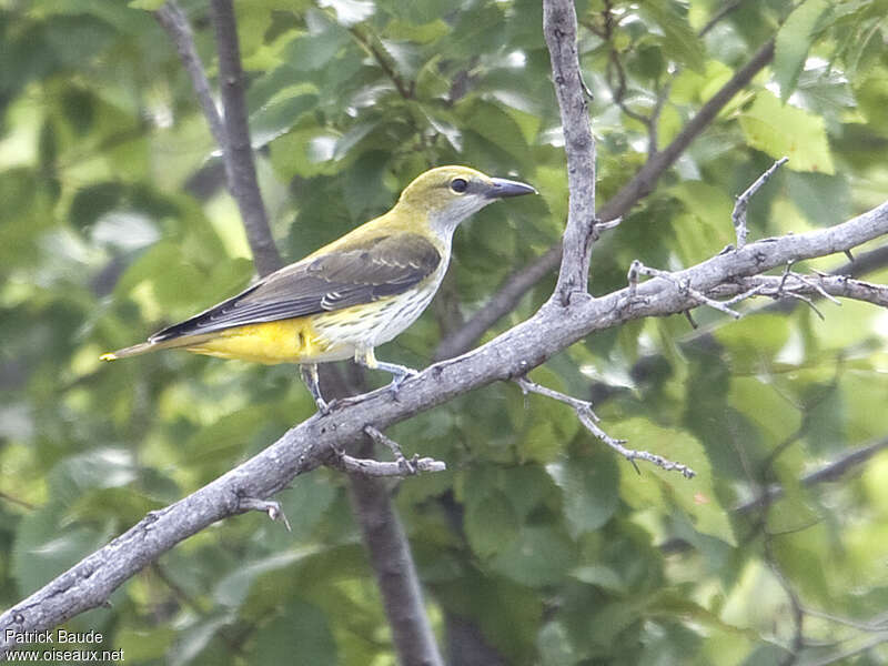 Loriot d'Europejuvénile, identification