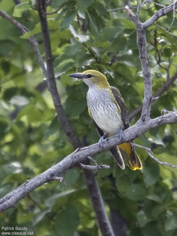 Eurasian Golden OrioleSecond year, identification