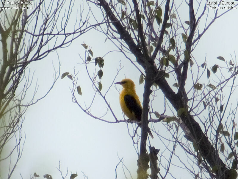 Eurasian Golden Oriole male, identification