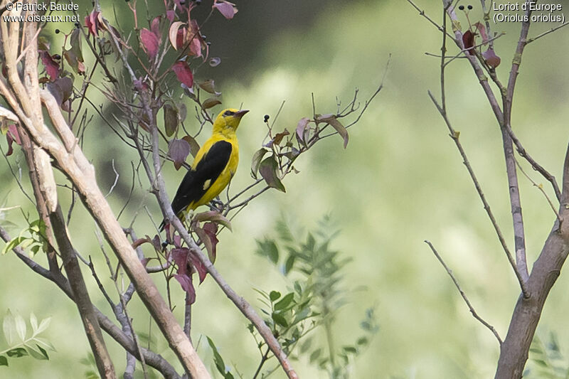 Eurasian Golden Oriole male adult, identification