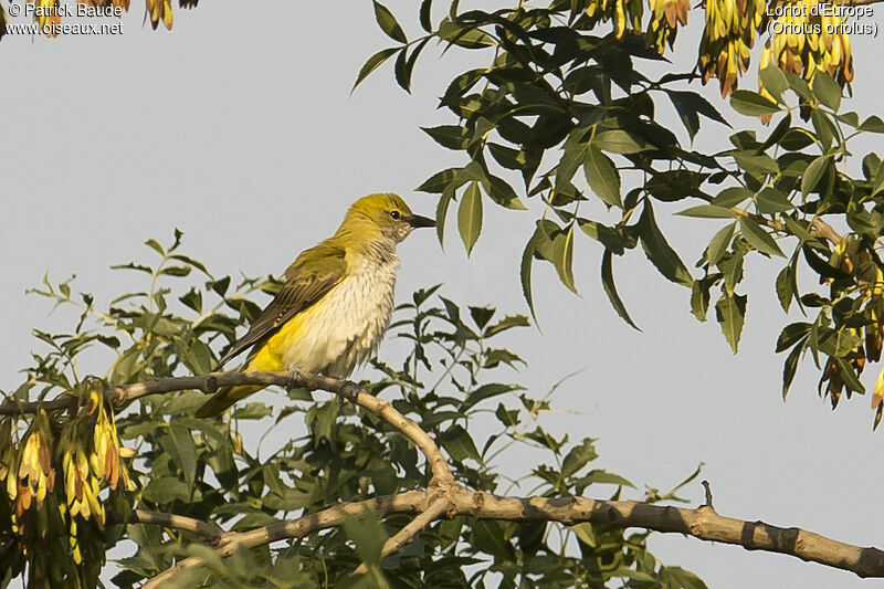 Loriot d'Europe mâle juvénile, identification