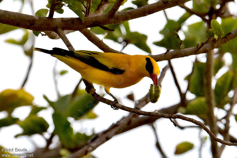 African Golden Oriole male adult, feeding habits