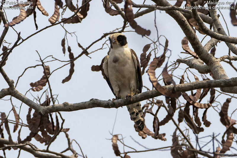 Macagua rieuradulte