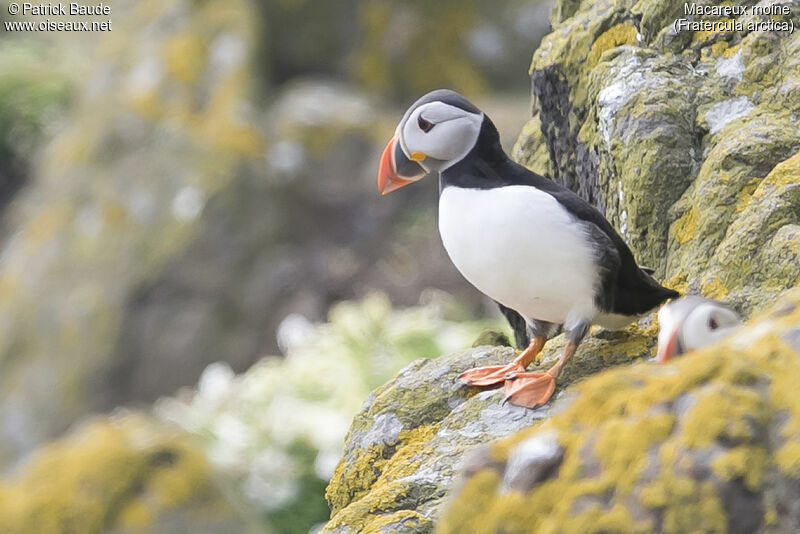 Atlantic Puffinadult, identification